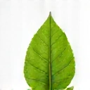 Icona di foglia naturale