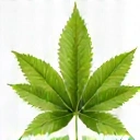 Icona di una foglia verde che simboleggia la naturalità degli ingredienti.